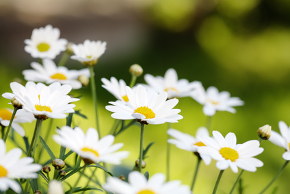 Sommer